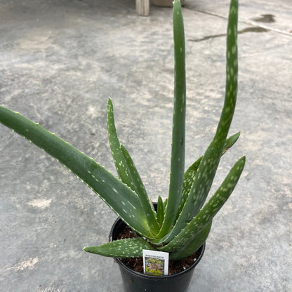 Aloe Vera | Aloe barbadensis miller