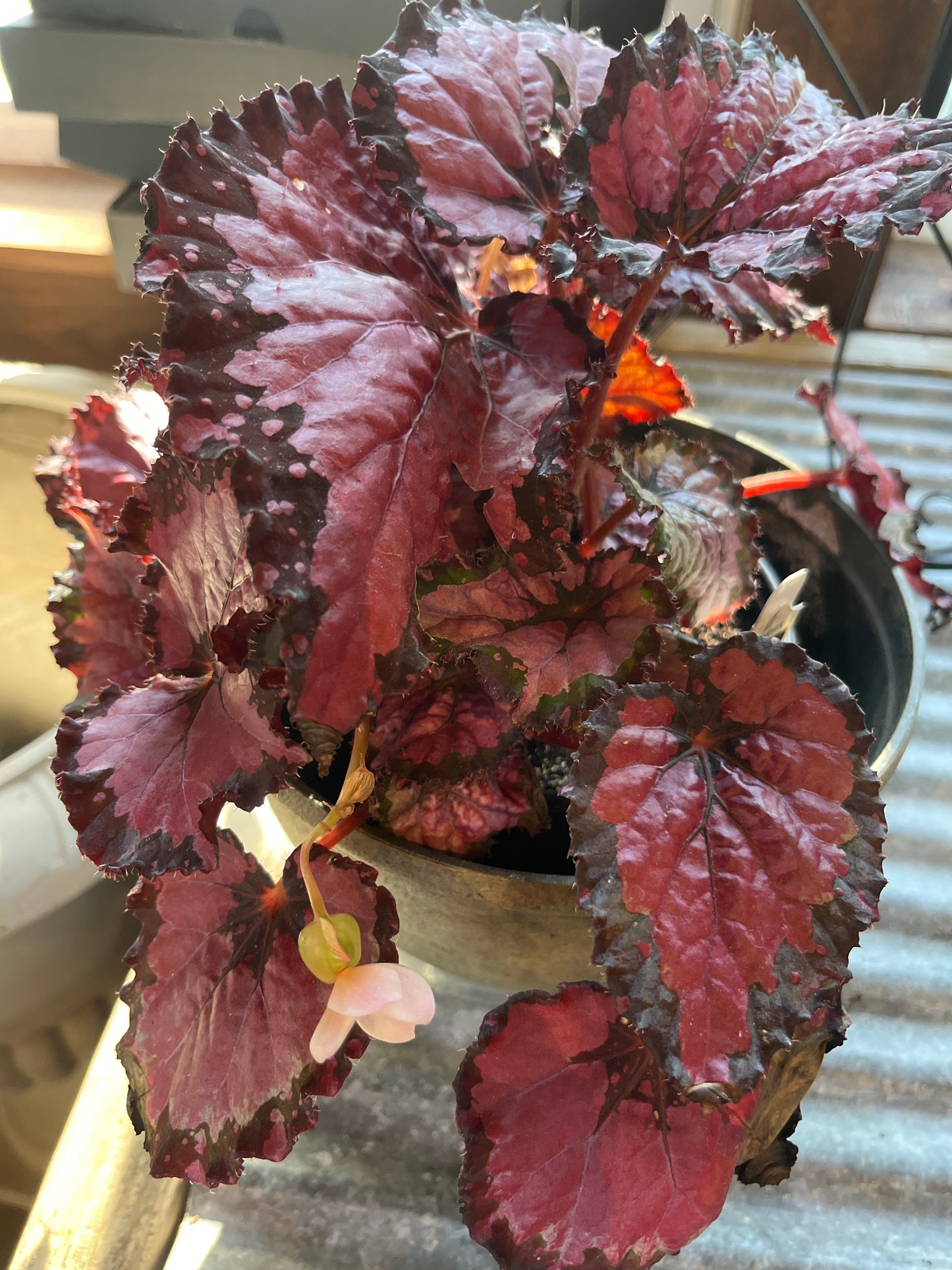Mandy's Indoor Plants