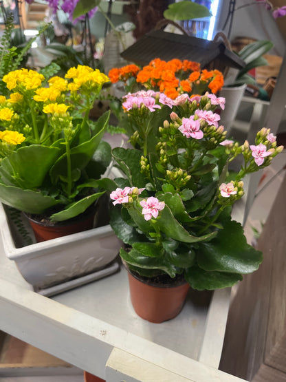 Mandy's Indoor Plants