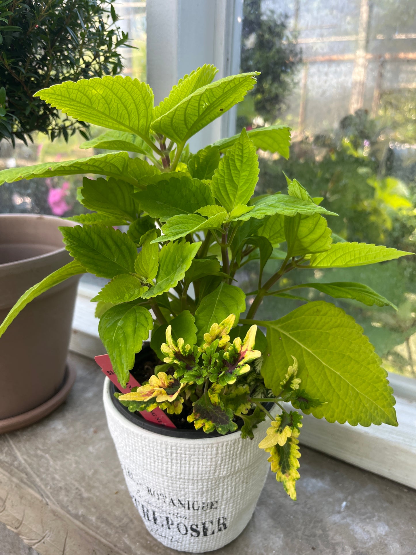Mandy's Indoor Plants