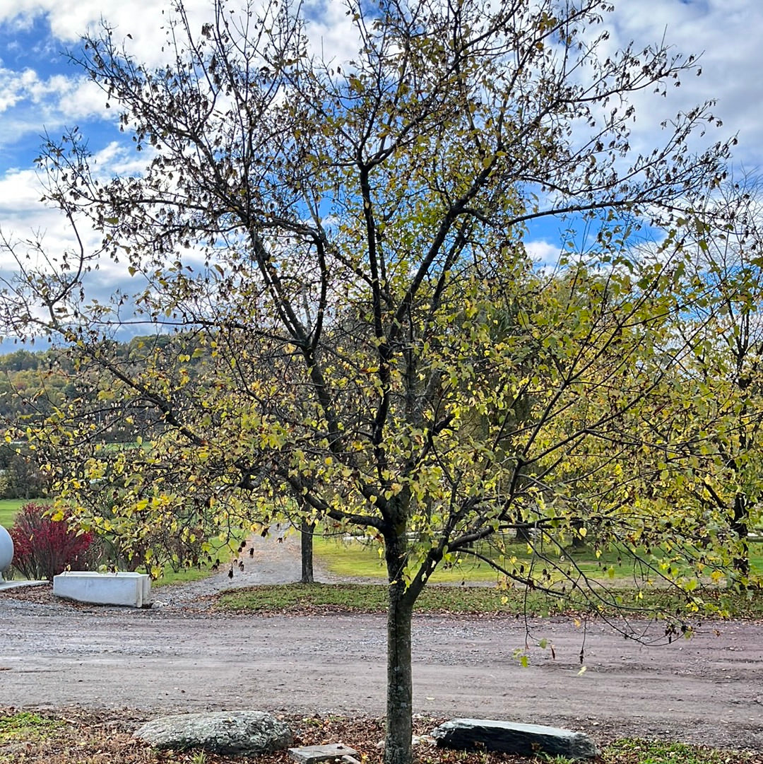 Hot wings Maple | Acer tataricum 'Gar Ann'