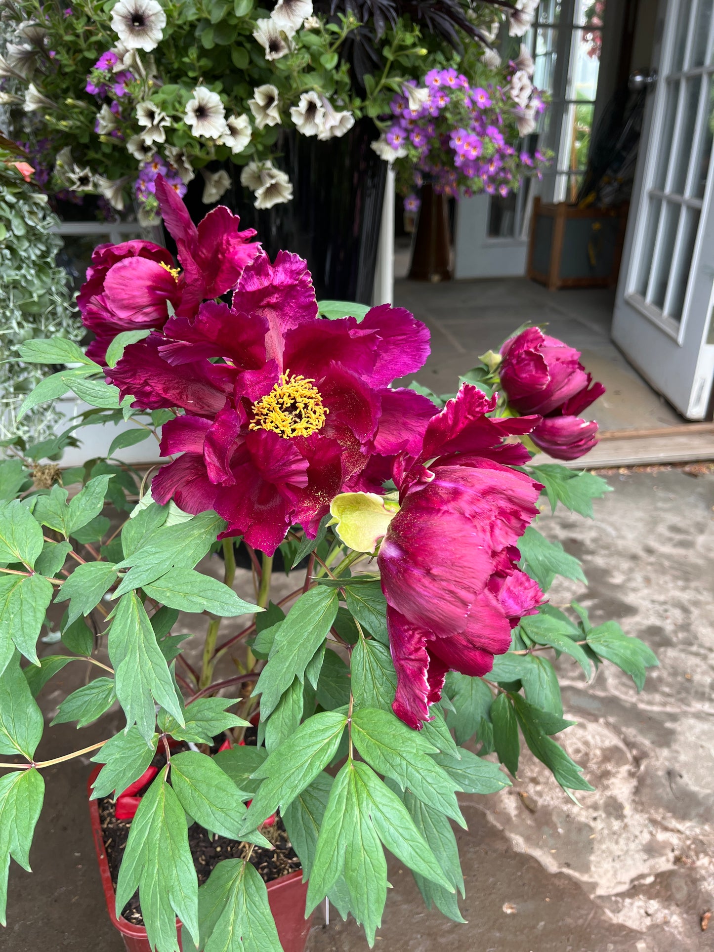 Maroon Tree Peony