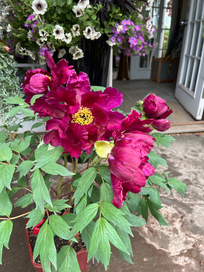 tree peony plants Maroon Tree Peony – Mandy Spring Farm Nursery, Inc