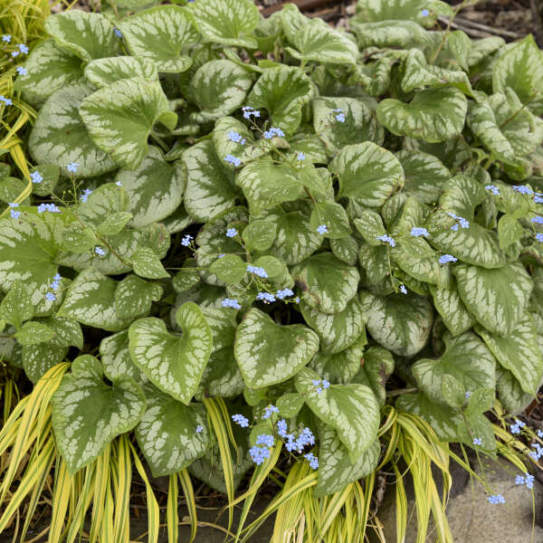 'Emerald Mist' Heartleaf Brunnera | Brunnera macrophylla