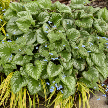 'Emerald Mist' Heartleaf Brunnera | Brunnera macrophylla