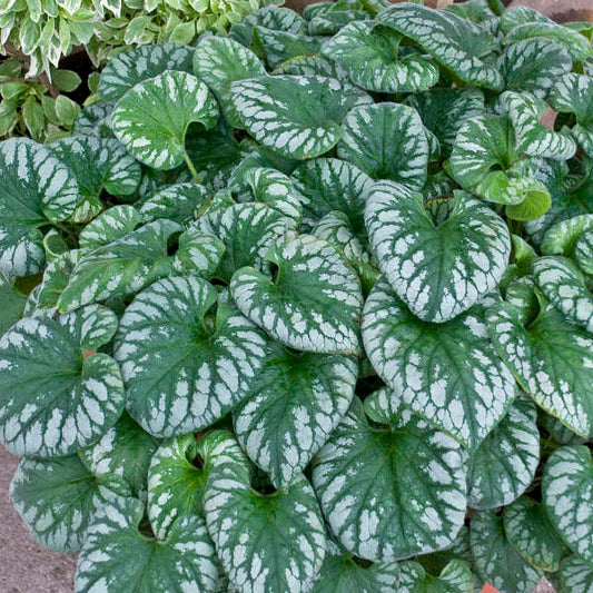 'Emerald Mist' Heartleaf Brunnera | Brunnera macrophylla