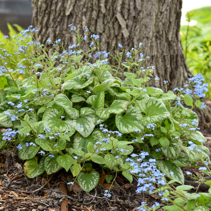 'Emerald Mist' Heartleaf Brunnera | Brunnera macrophylla