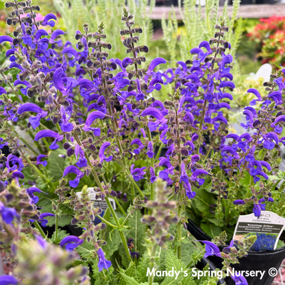 'Evening Attire' Salvia | Salvia nemorosa