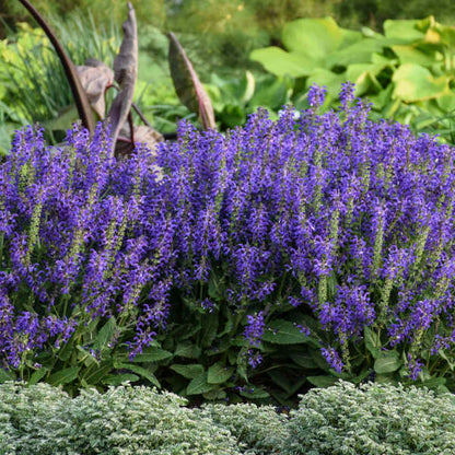 'Evening Attire' Salvia | Salvia nemorosa