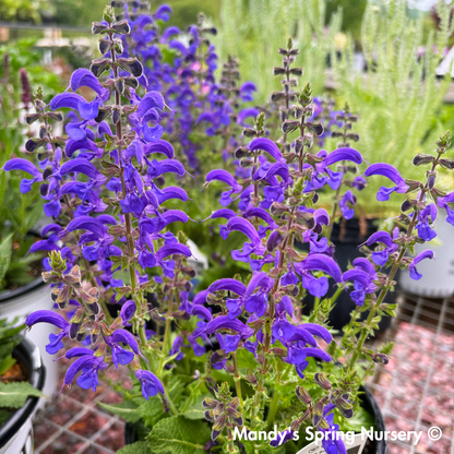 'Evening Attire' Salvia | Salvia nemorosa