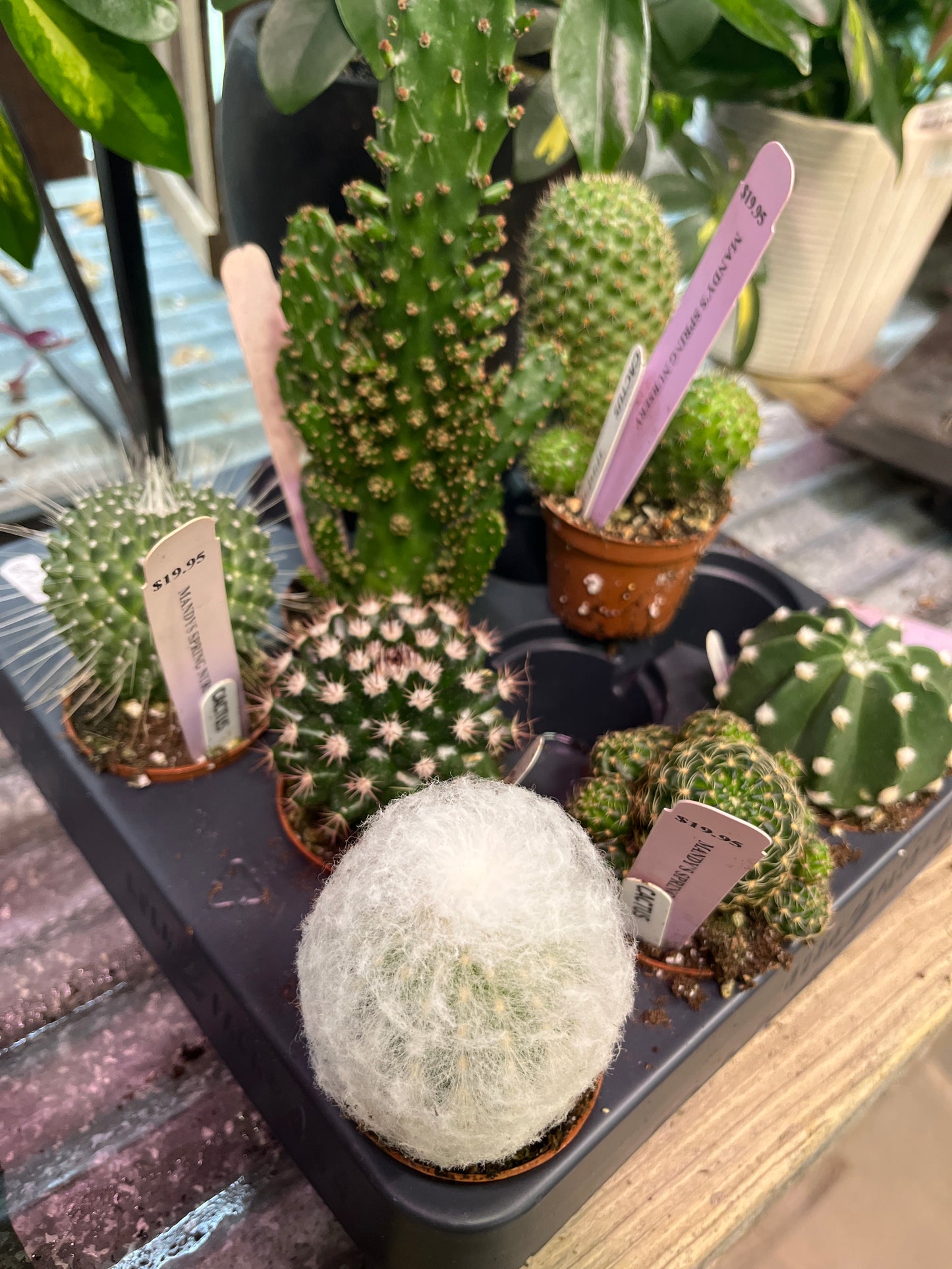 Assorted Cacti Succulents