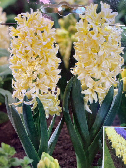 Gypsy Princess Hyacinth Mix