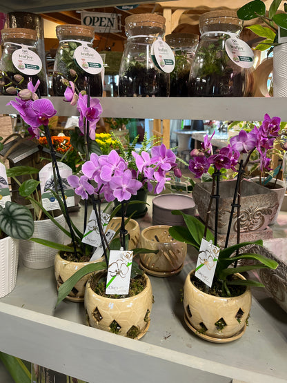 Mandy's Indoor Plants
