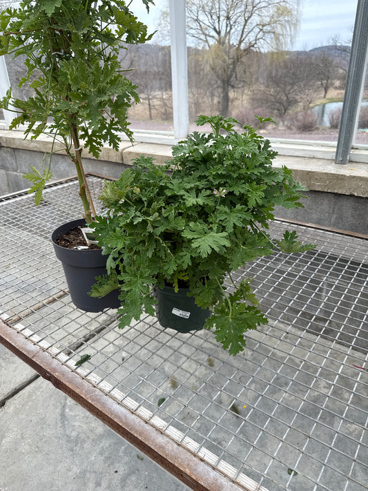 Citronella