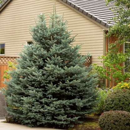 Fat Albert Colorado Blue Spruce | Picea pungens