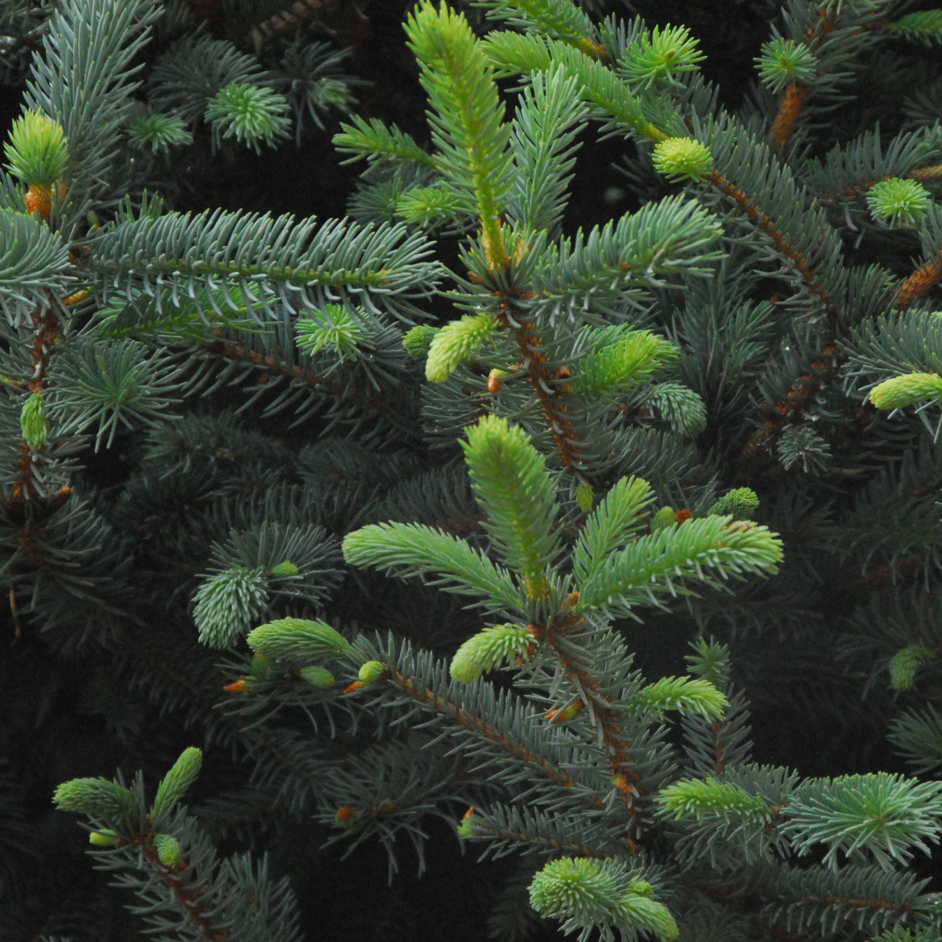 Fat Albert Colorado Blue Spruce | Picea pungens