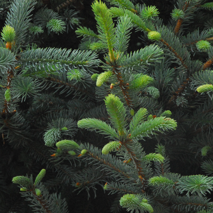 Fat Albert Colorado Blue Spruce | Picea pungens