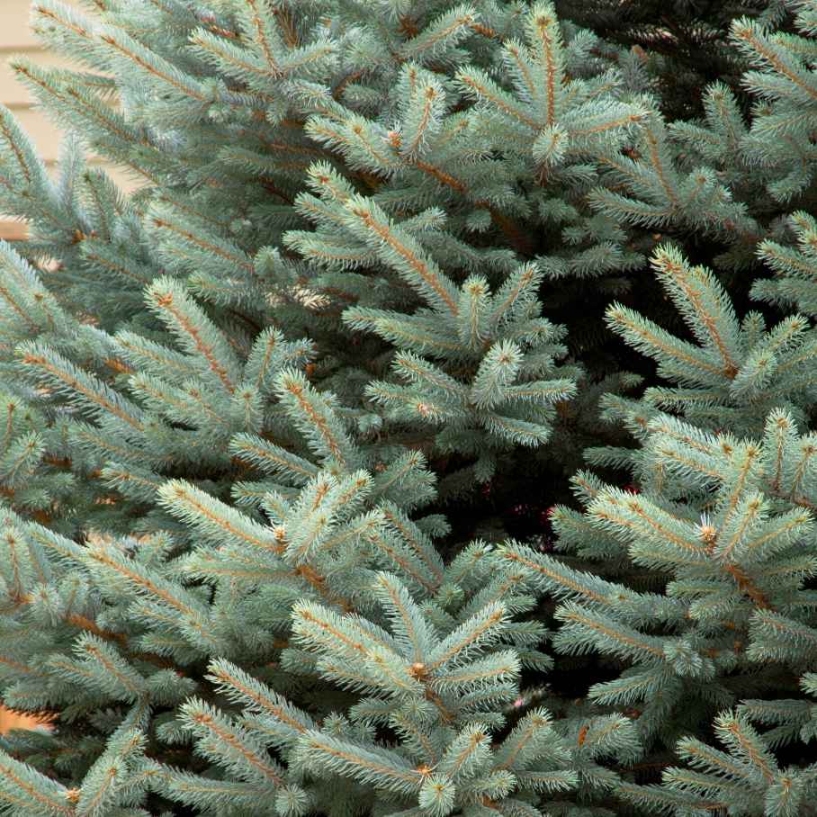 Fat Albert Colorado Blue Spruce | Picea pungens