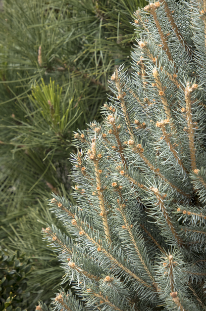 Fat Albert Colorado Blue Spruce | Picea pungens