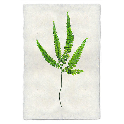 Botanical Framed Prints - Barloga Studios
