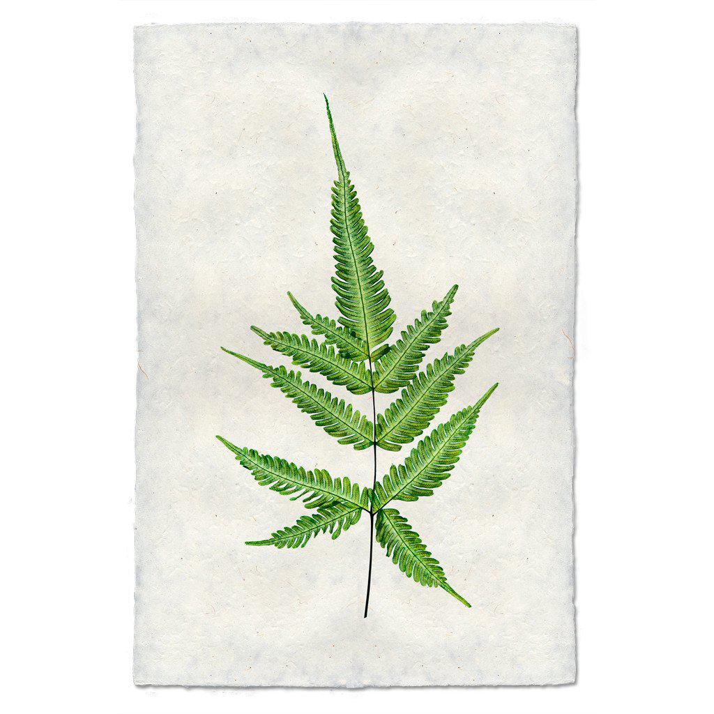 Botanical Framed Prints - Barloga Studios