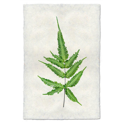 Botanical Framed Prints - Barloga Studios