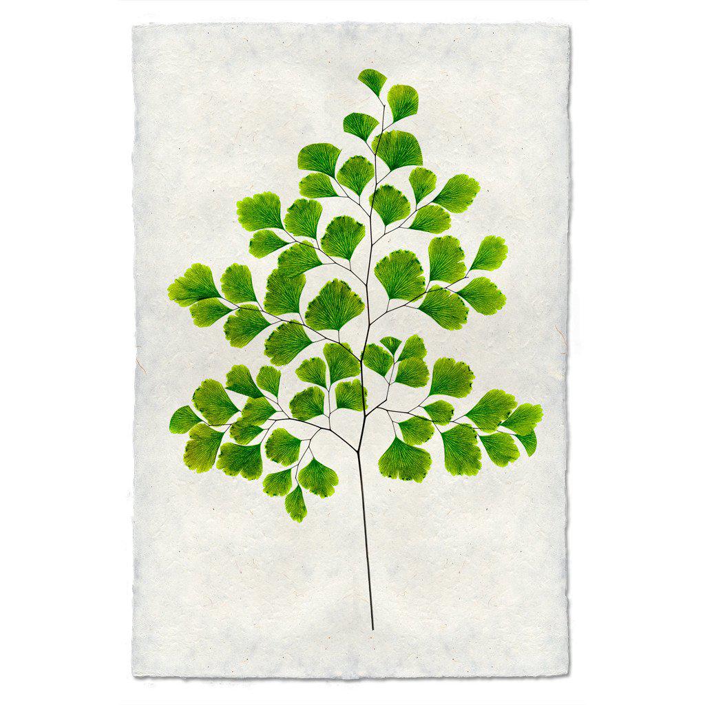 Botanical Framed Prints - Barloga Studios
