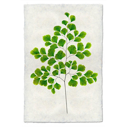 Botanical Framed Prints - Barloga Studios