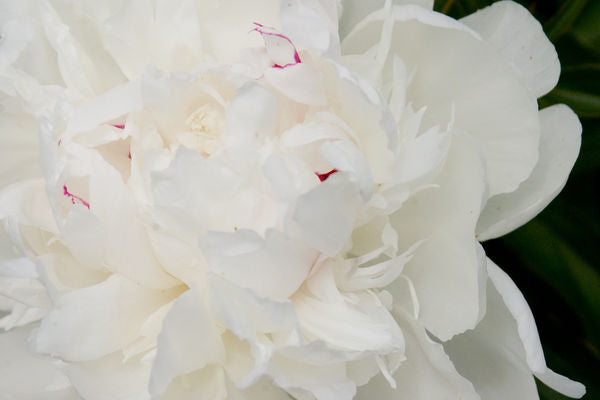 Festiva Maxima Peony | Paeonia 'Festiva Maxima'