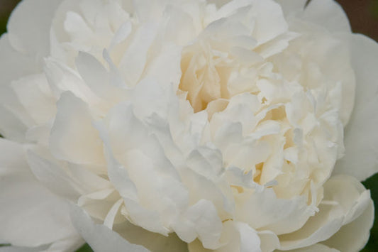 Festiva Maxima Peony | Paeonia 'Festiva Maxima'