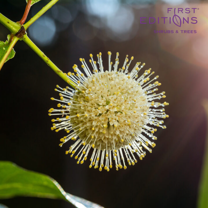 Fiber Optics Buttonbush | Cephalanthus occidentalis