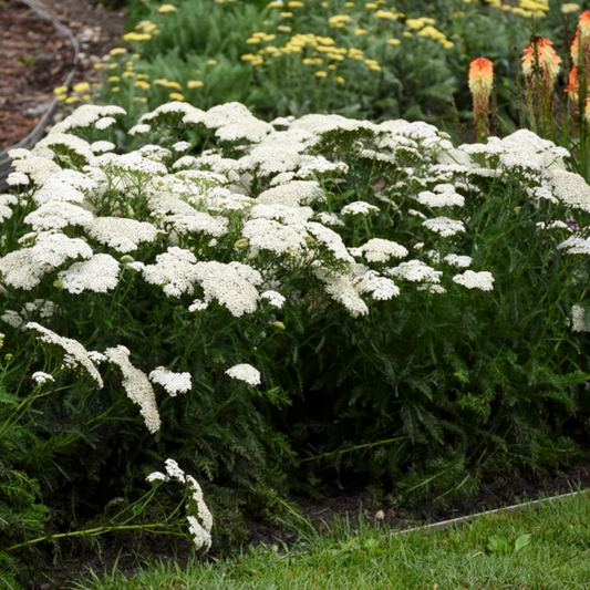 'Firefly Diamond' Yarrow | Achillea hybrid