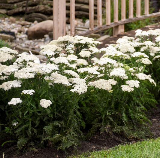'Firefly Diamond' Yarrow | Achillea hybrid