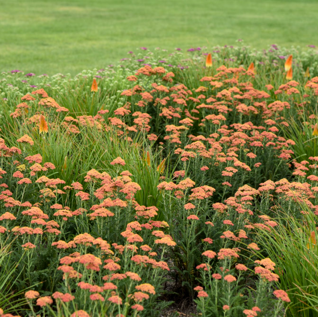 'Firefly Peach Sky' Yarrow | Achillea hybrid