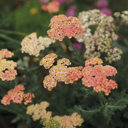 'Firefly Peach Sky' Yarrow | Achillea hybrid
