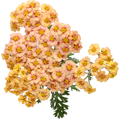 'Firefly Peach Sky' Yarrow | Achillea hybrid