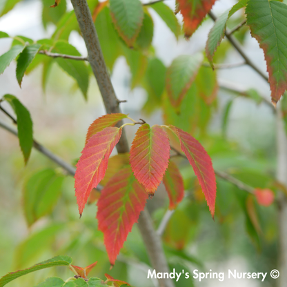 Firespire Musclewood | Carpinus caroliniana 'J.N. Upright'