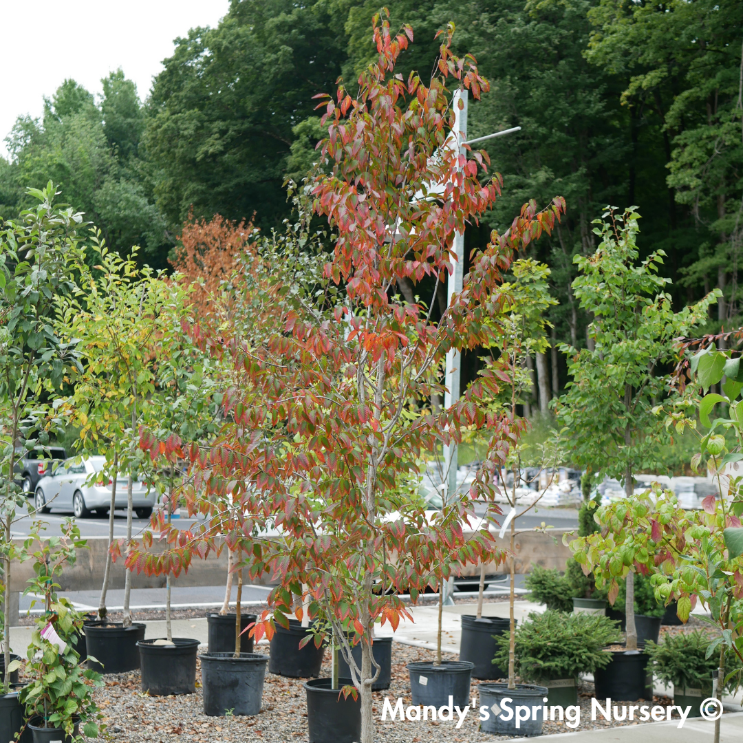 Firespire Musclewood | Carpinus caroliniana 'J.N. Upright'