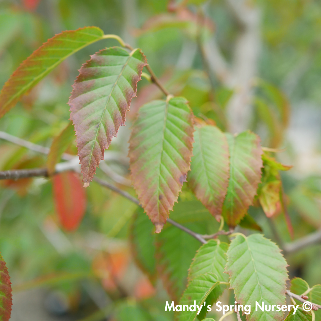 Firespire Musclewood | Carpinus caroliniana 'J.N. Upright'