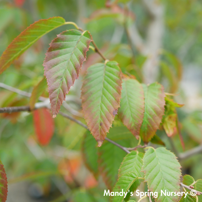 Firespire Musclewood | Carpinus caroliniana 'J.N. Upright'