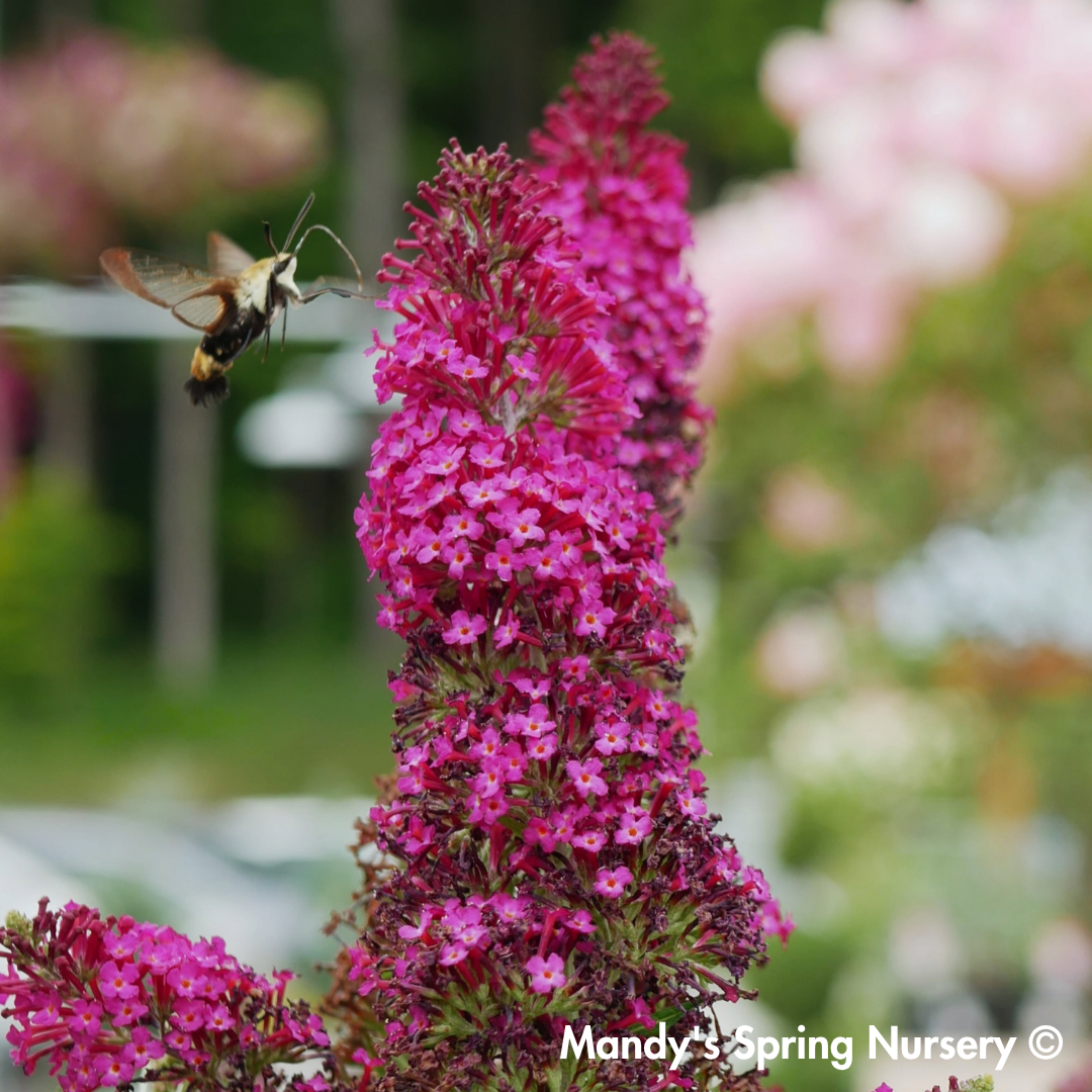 Funky Fuchsia Butterfly Bush | Buddleia davidii