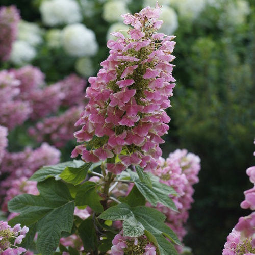 Gatsby Pink® Oakleaf Hydrangea | Hydrangea quercifolia