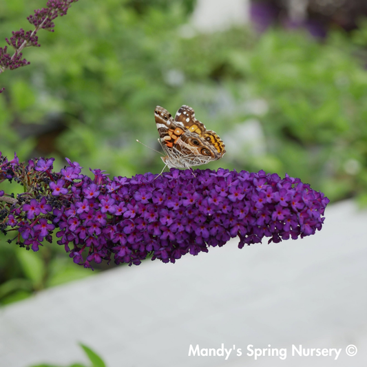 Groovy Grape Butterfly Bush | Buddleia davidii