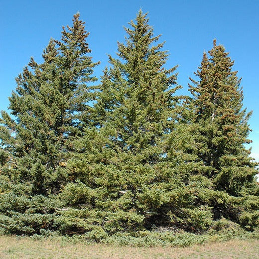White Spruce | Picea glauca