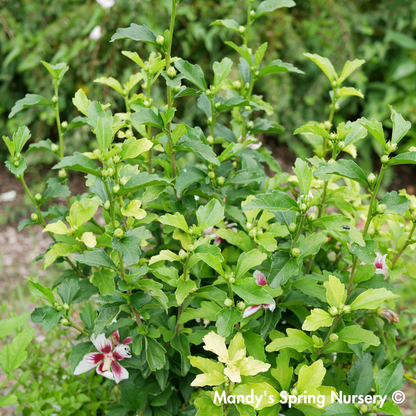Lil' Kim Dwarf Rose of Sharon | Hibiscus syriacus