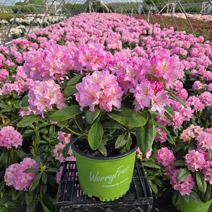 'Holden’s Pink' Rhododendron