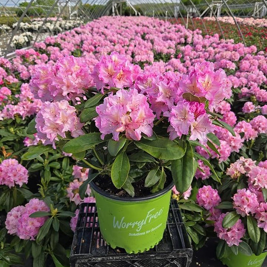 'Holden’s Pink' Rhododendron
