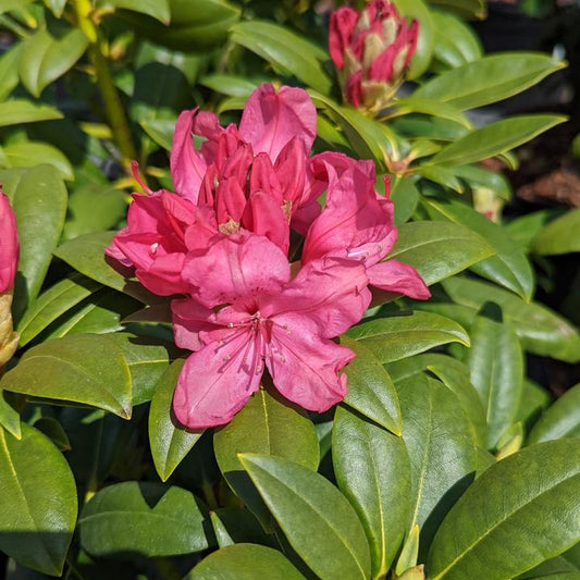 'Holden’s Pink' Rhododendron