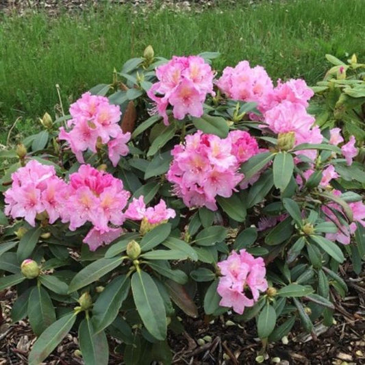 'Holden’s Pink' Rhododendron