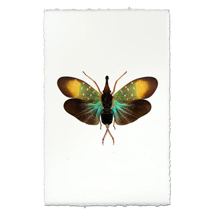 Insect Framed Prints - Barloga Studios